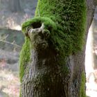 Troll im Baum