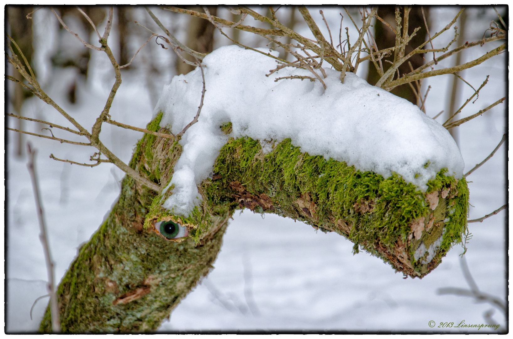 Troll in the Woods