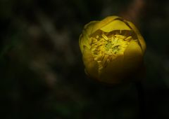 Trollblume