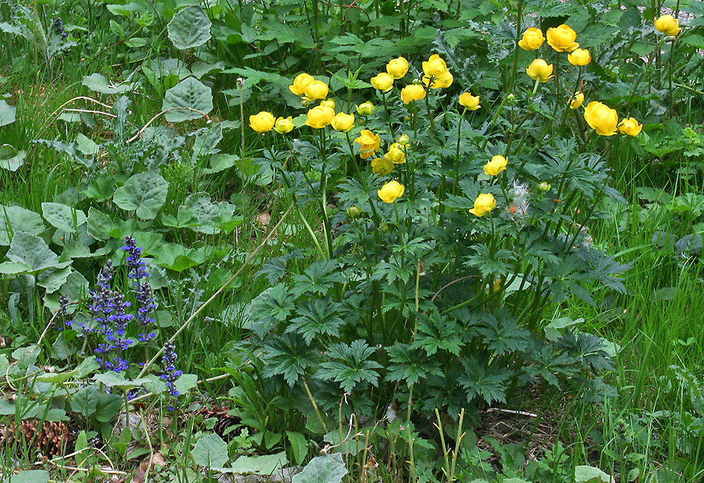 Trollblume in der Vallepp am 30.05. beim Spitzingsee