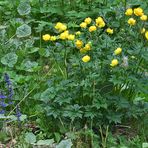 Trollblume in der Vallepp am 30.05. beim Spitzingsee