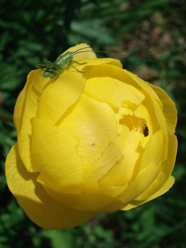 Trollblume mit Grashüpfer