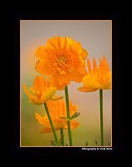 Trollblume (Trollius chinensis )