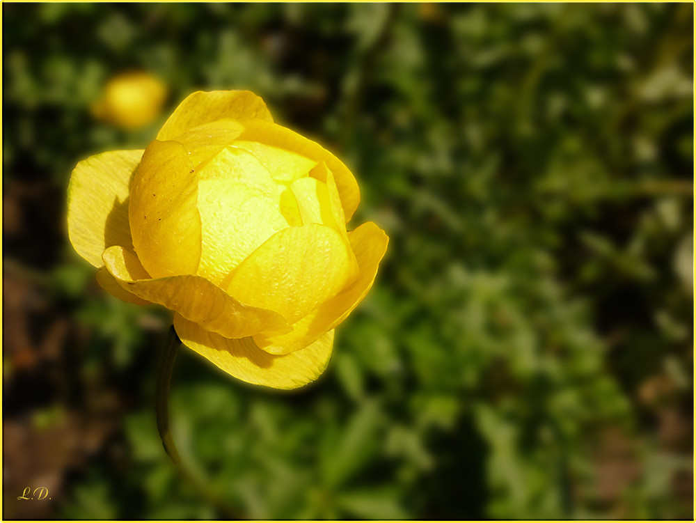 Trollblume (Trollius europaeus)