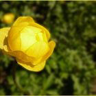 Trollblume (Trollius europaeus)