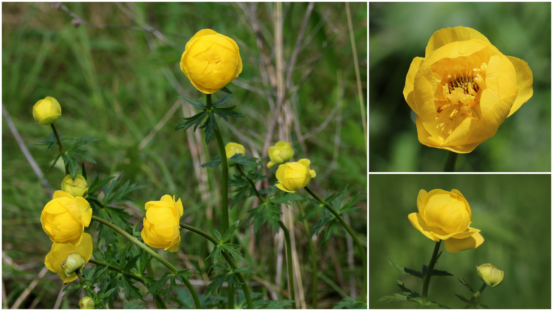 Trollblume (Trollius europaeus).