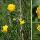 Trollblume (Trollius europaeus).