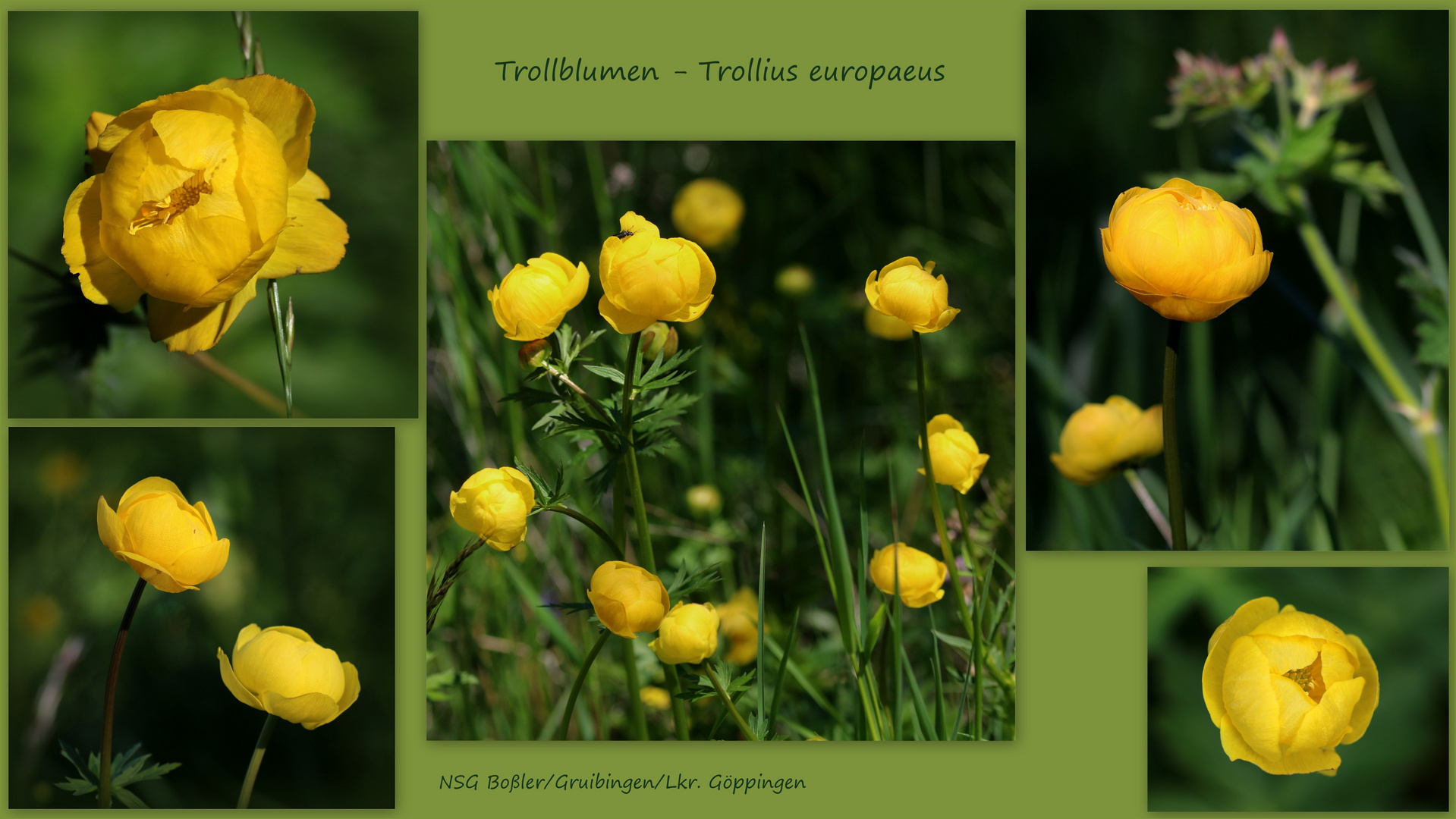 Trollblume (Trollius europaeus).