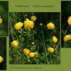 Trollblume (Trollius europaeus).