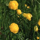 Trollblume (Trollius europaeus)