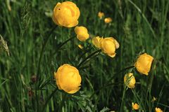 Trollblume (Trollius europaeus)