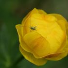 Trollblume (Trollius europaeus) mit winzigem Besucher