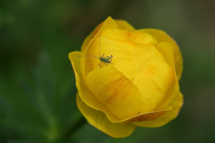 Trollblume (Trollius europaeus) mit winzigem Besucher