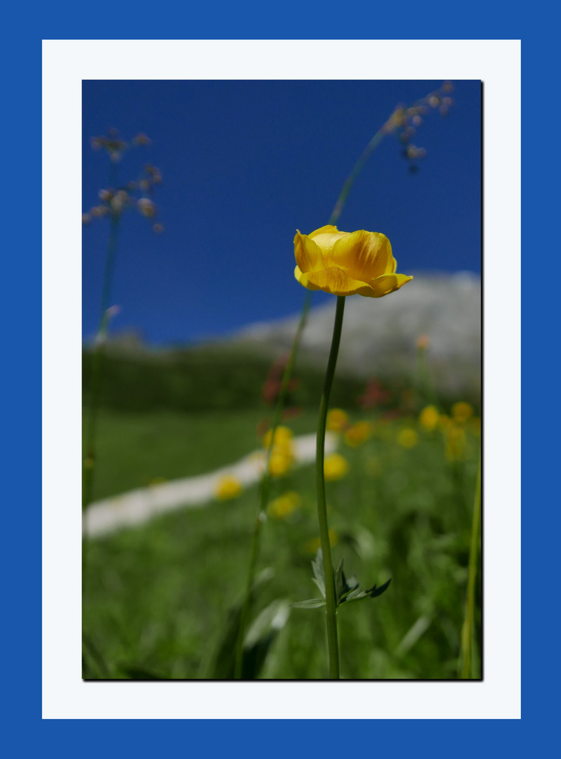 Trollblume vor bayrischer Gebirgslandschaft
