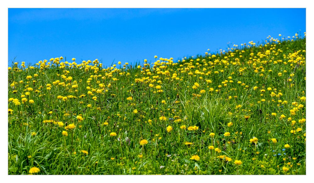 Trollblumen am Grödner Joch