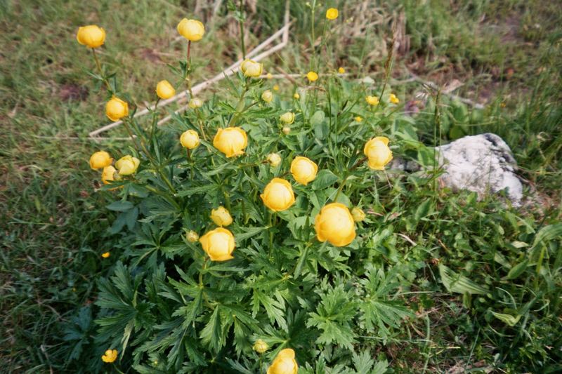 Trollblumen am Hochlecken