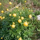 Trollblumen am Hochlecken