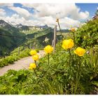 Trollblumen am Walmendingerhorn