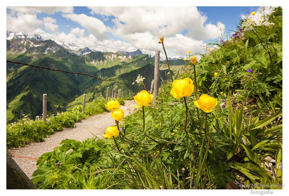 Trollblumen am Walmendingerhorn