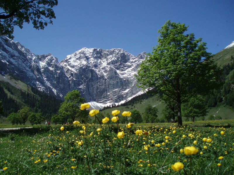 Trollblumen auf der Alm