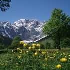 Trollblumen auf der Alm