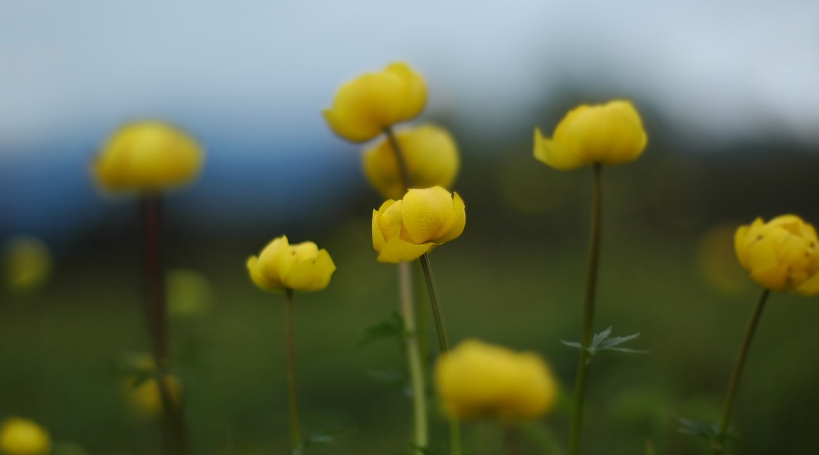 Trollblumen - der Frühling lässt sich nicht aufhalten