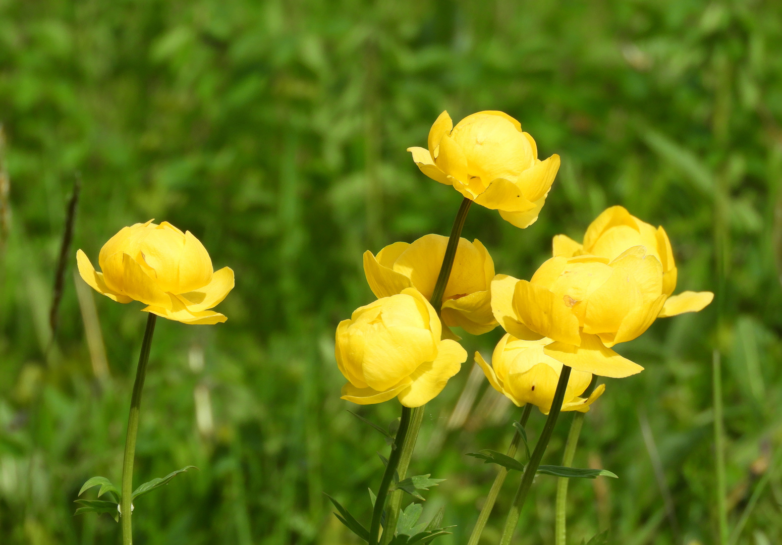 Trollblumen Foto & Bild natur, pflanzen, blüten Bilder auf