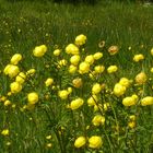 Trollblumen ( Hahnenfußgewächs )