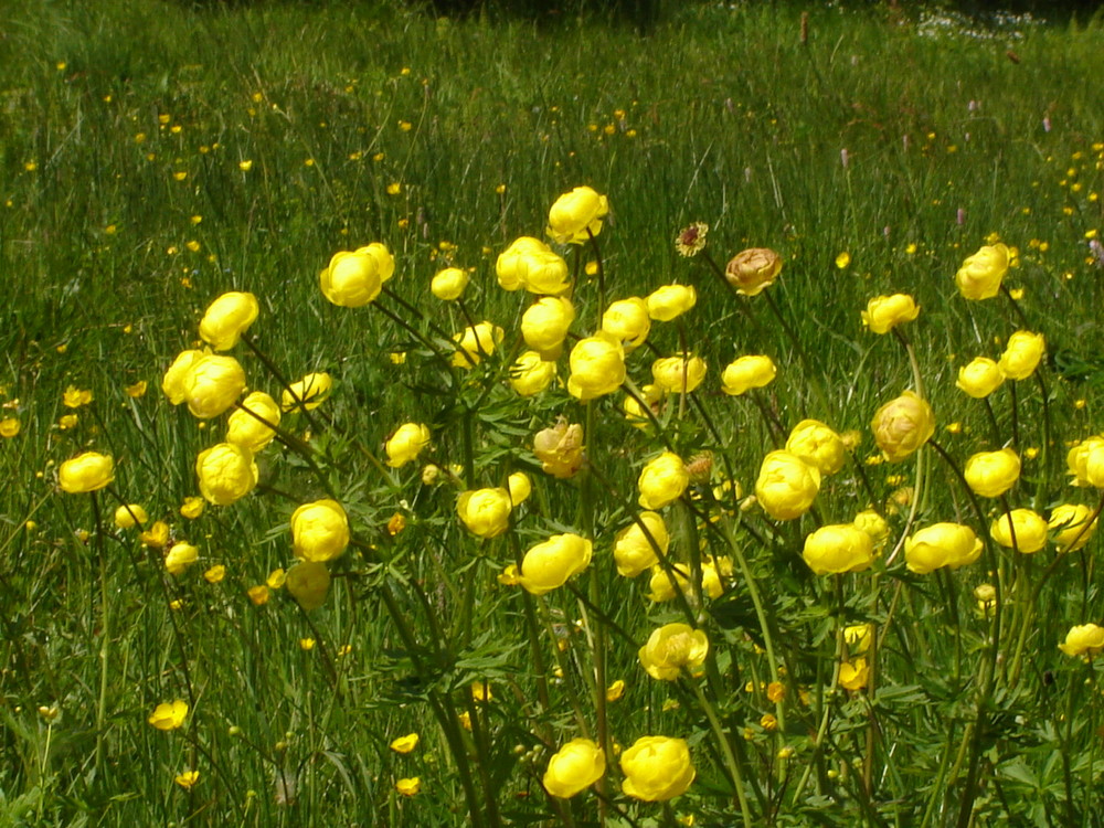 Trollblumen ( Hahnenfußgewächs ) Foto & Bild pflanzen, pilze