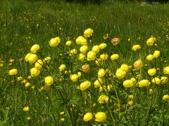 Trollblumen ( Hahnenfußgewächs )