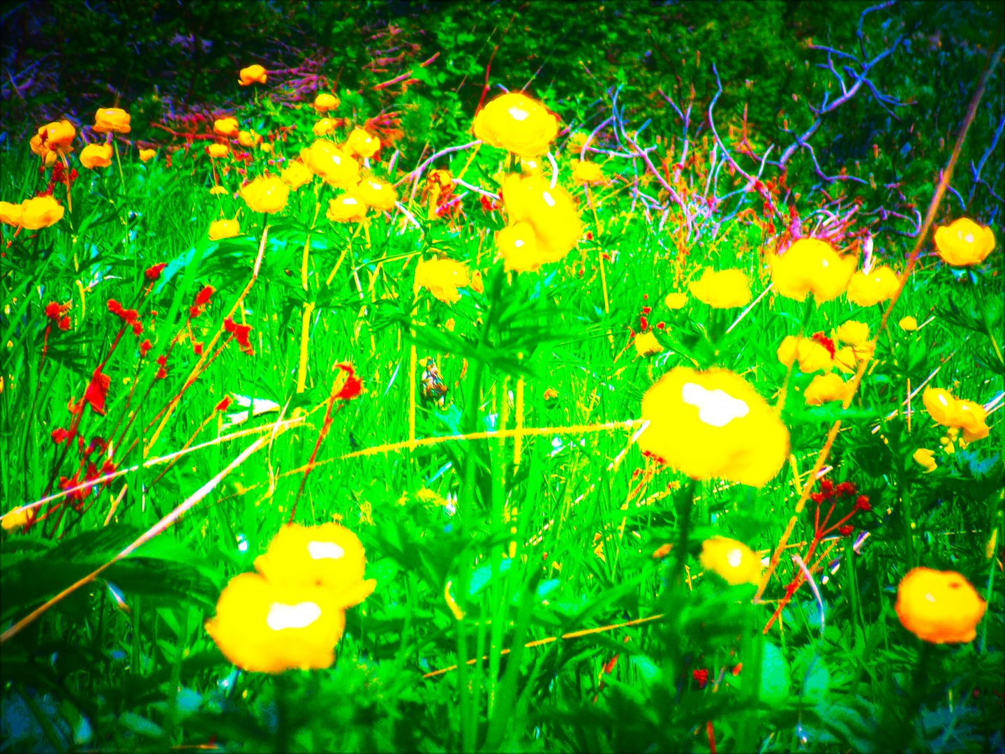 Trollblumen im Sommerwind
