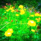 Trollblumen im Sommerwind