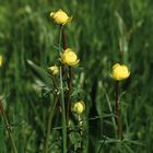 Trollblumen in der Wiese