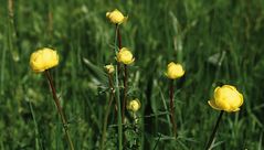 Trollblumen in der Wiese