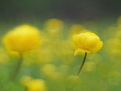 Trollblumen, Schätze der Rhön