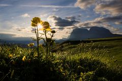 Trollblumen ^ Seiser Alm ^