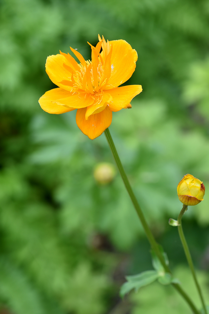 Trollblumen (Trollius chinensis) 