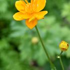 Trollblumen (Trollius chinensis) 