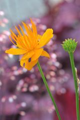 Trollblumen (Trollius chinensis)