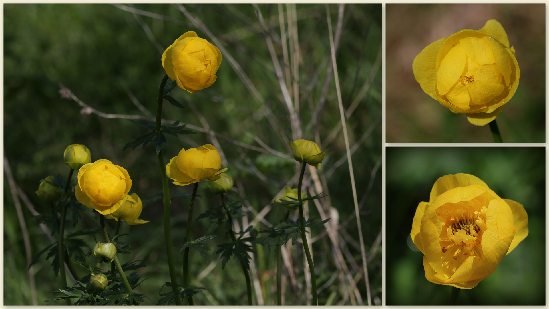 Trollblumen (Trollius europaeus)...