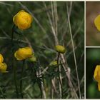 Trollblumen (Trollius europaeus)...