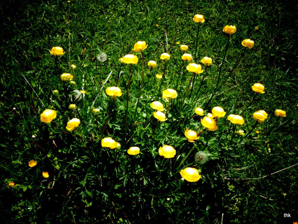 Trollblumen Trollius europaeus am Moorrand