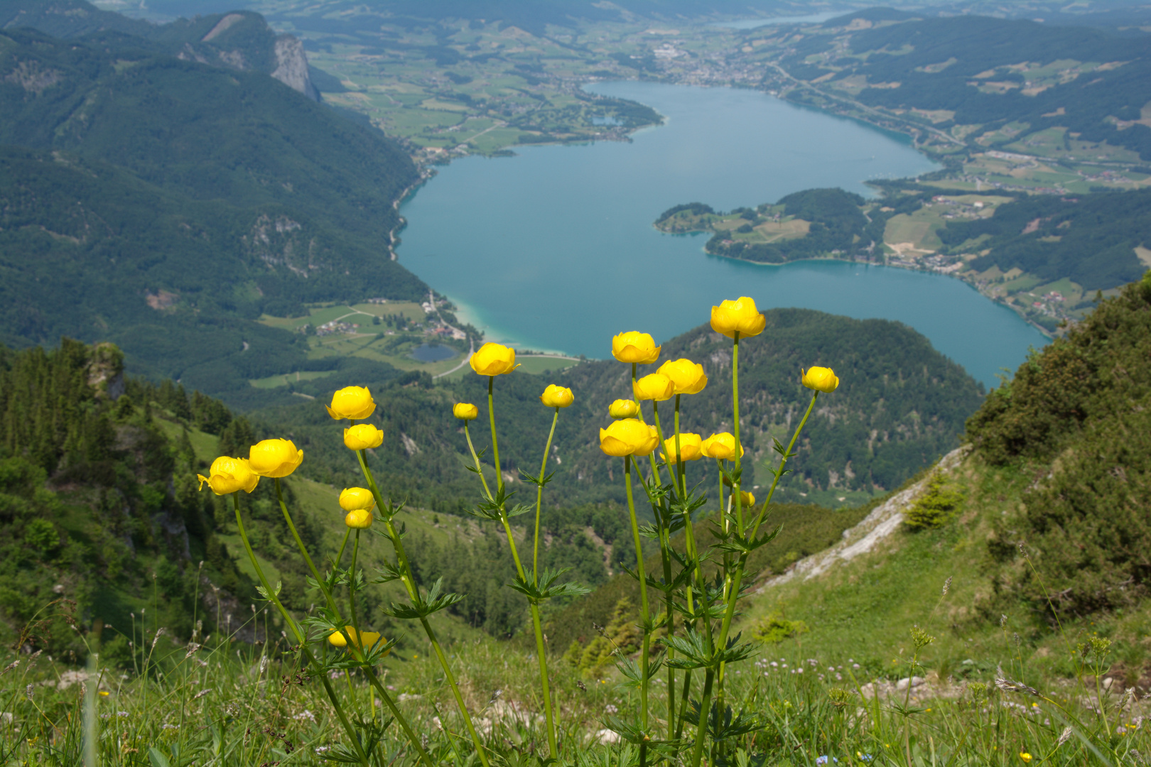 Trollblumen vor dem Mondsee...