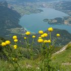 Trollblumen vor dem Mondsee...