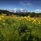 ~ TROLLBLUMENAMKARWENDEL ~