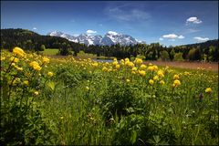 ~ TROLLBLUMENAMKARWENDEL ~