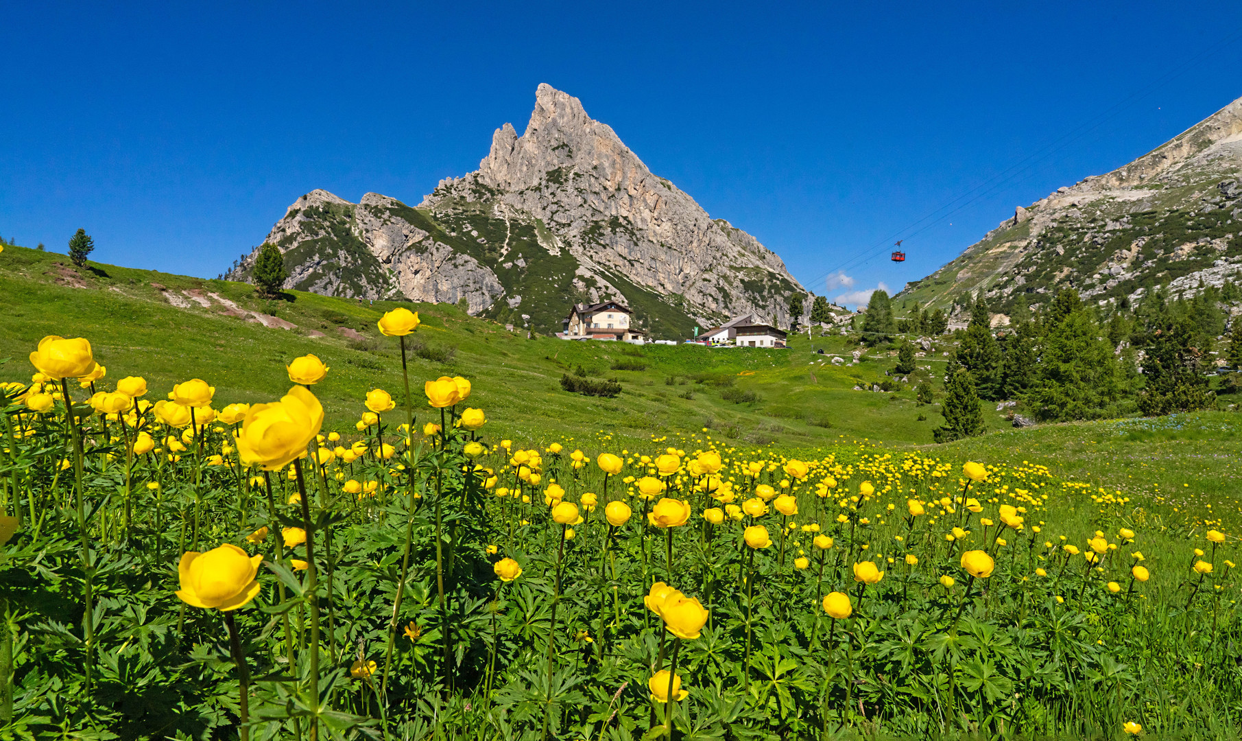 Trollblumenwiese