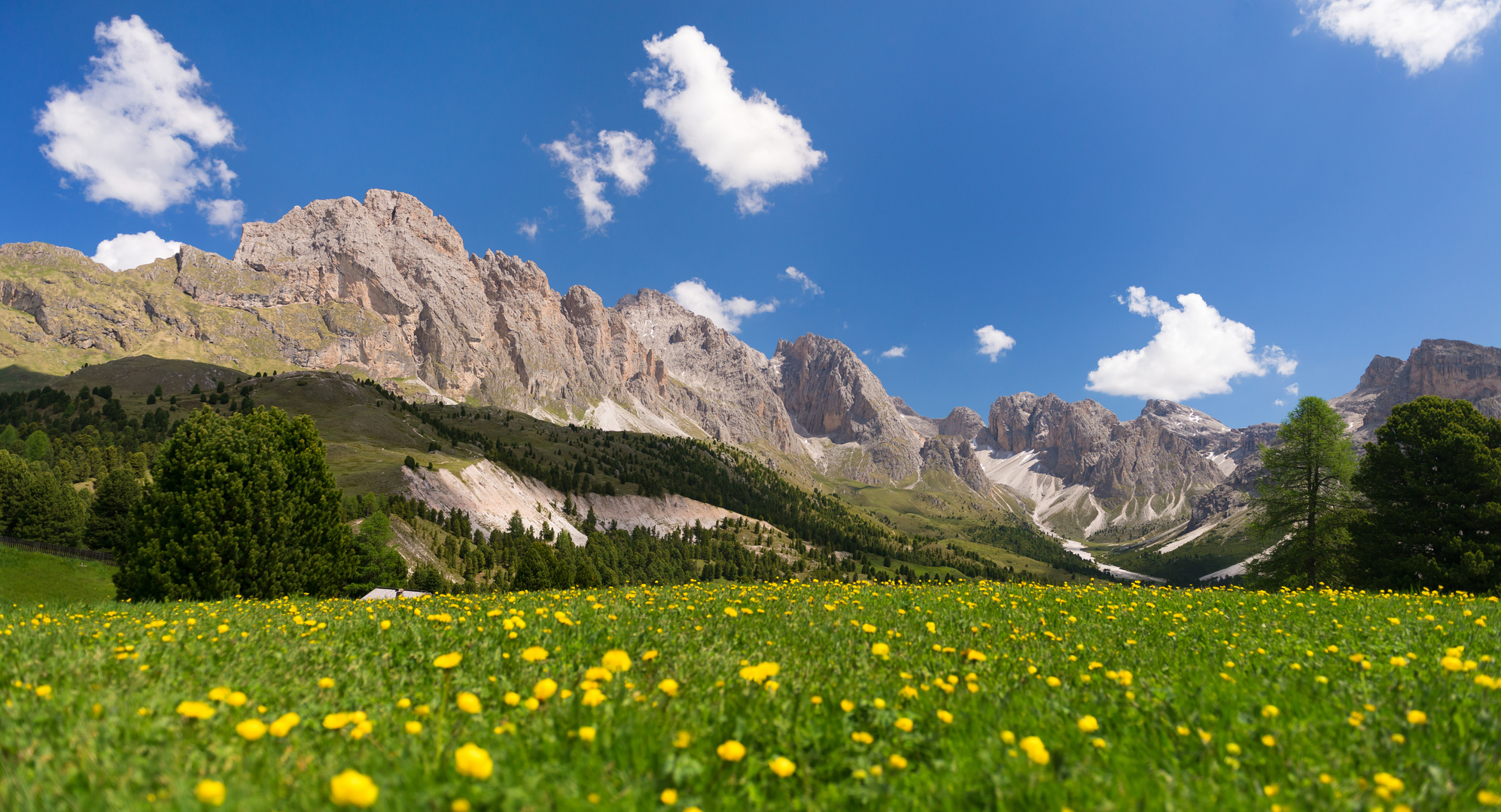 Trollblumenwiese am Col Raiser