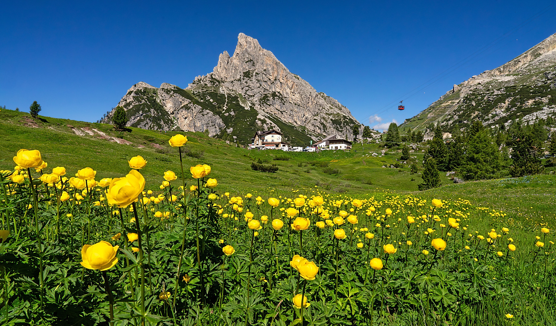 Trollblumenwiese