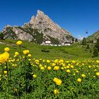 Trollblumenwiese